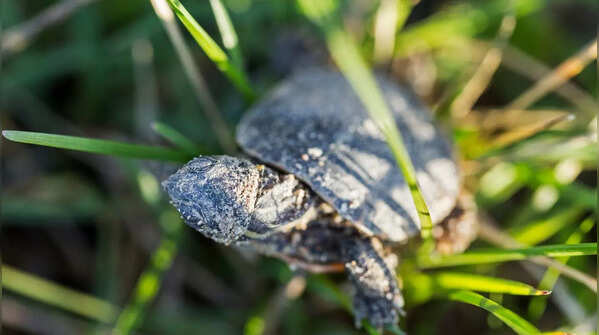 Painted Turtle Hatchlings