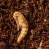 Darkling Beetle