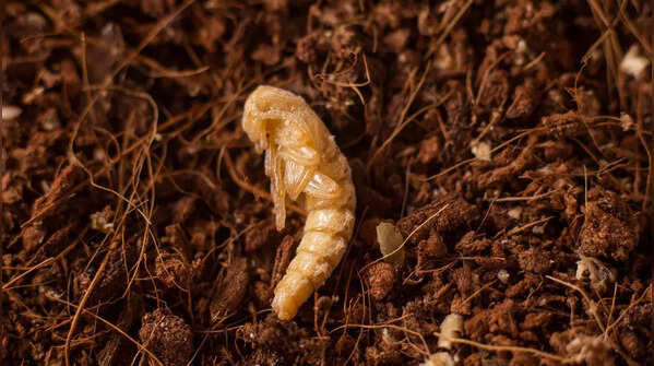 Darkling Beetle