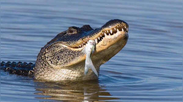 American Alligator