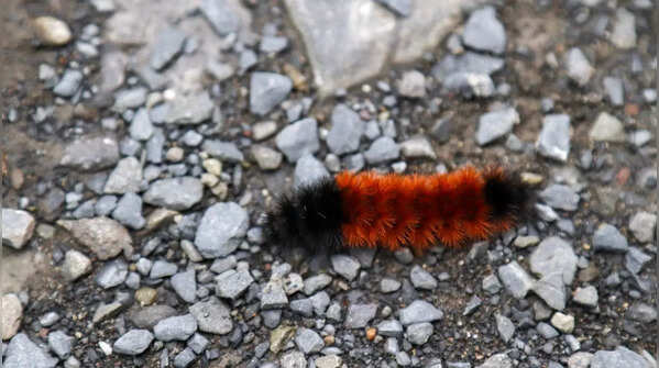 Arctic Woolly Bear Caterpillar