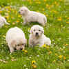 They are easy to train-- And it is important too for them