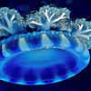 Cassiopea Jellyfish
