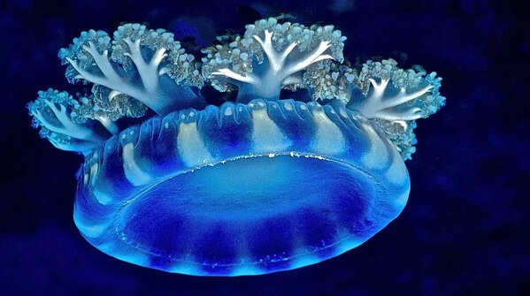 Cassiopea Jellyfish