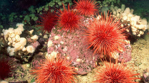 Sea Urchins