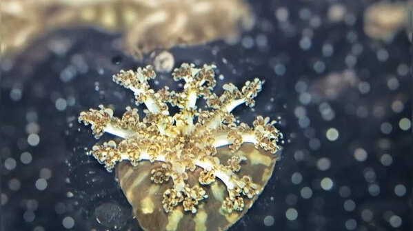 Upside-Down Jellyfish