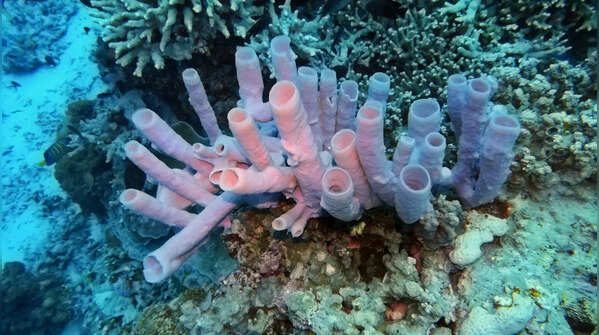 Sea Sponges