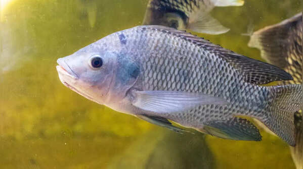 Tilapia