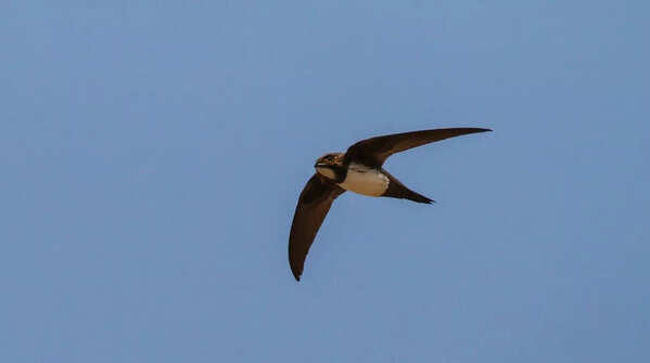 Alpine Swifts