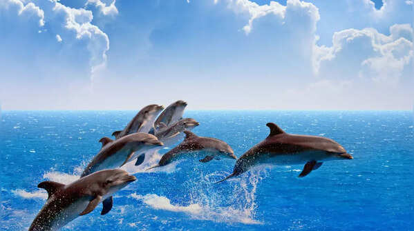 Dolphins