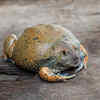 Bullfrogs