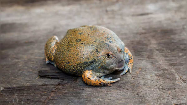 Bullfrogs