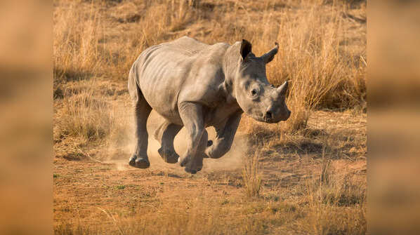 Jaldapara National Park, West Bengal