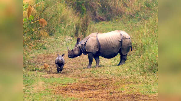 Dudhwa National Park, Uttar Pradesh