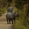 Manas National Park, Assam