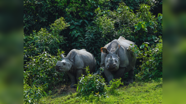 Kaziranga National Park, Assam