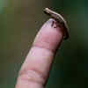 Brookesia peyrierasi