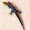Gonatodes albogularis