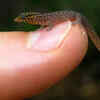 Sphaerodactylus ariasae