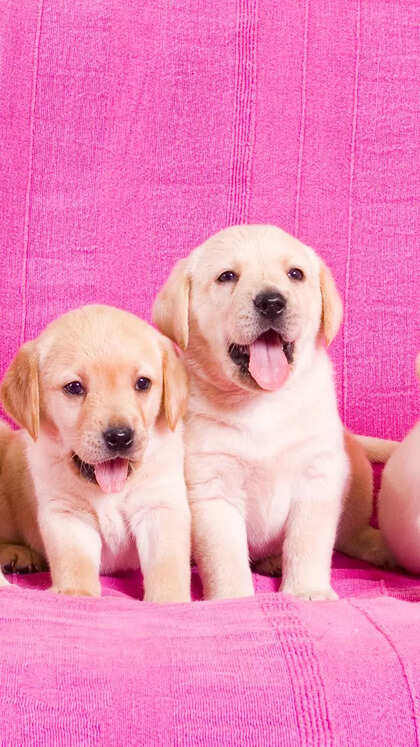 From Labrador to Beagles: 10 puppy pictures that are too cute to handle
