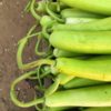 Lauki (bottle gourd)