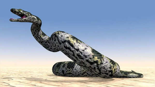 Titanoboa snake