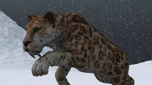 The saber-toothed tiger