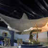 Otodus megalodon