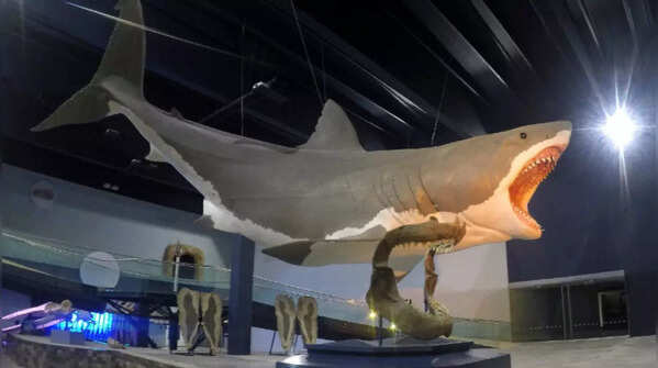 Otodus megalodon