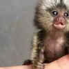 Top 10 Smallest Animals In The World