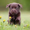 Labradors can be prone to health issues