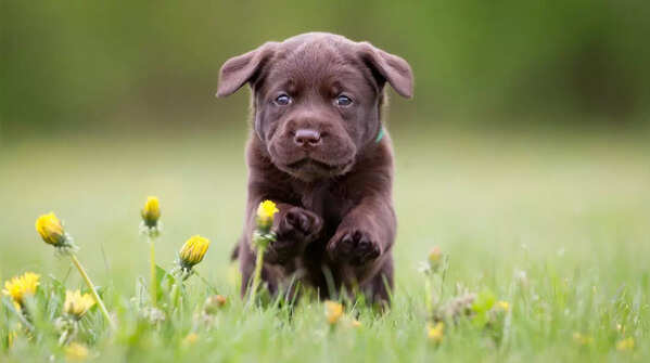 Labradors can be prone to health issues