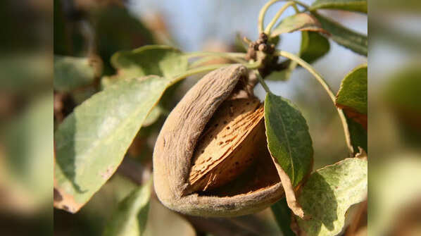 What Are Green Almonds?