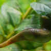 Leeches