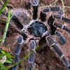 Spiders