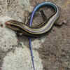 Skinks