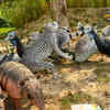 Four wildlife zones
