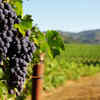 Purple Grapes