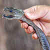 Newborn Black Mambas