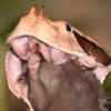 Gaboon Viper Young