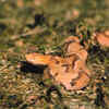 Baby Copperheads