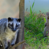 Civet or Mongoose?