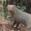Now enter the mongoose: The fearless snake slayer