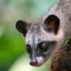 Meet the Civet: The musk maker of the forest