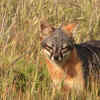Island Fox (Urocyon littoralis)