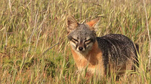 Island Fox (Urocyon littoralis)
