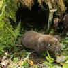 Mountain Beaver (Aplodontia rufa)