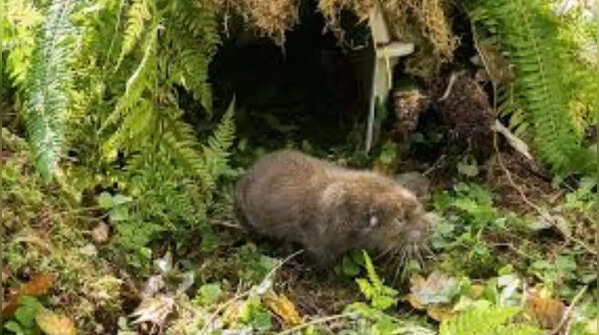 Mountain Beaver (Aplodontia rufa)