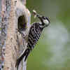 Red-Cockaded Woodpecker (Leuconotopicus borealis)