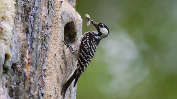 Red-Cockaded Woodpecker (Leuconotopicus borealis)